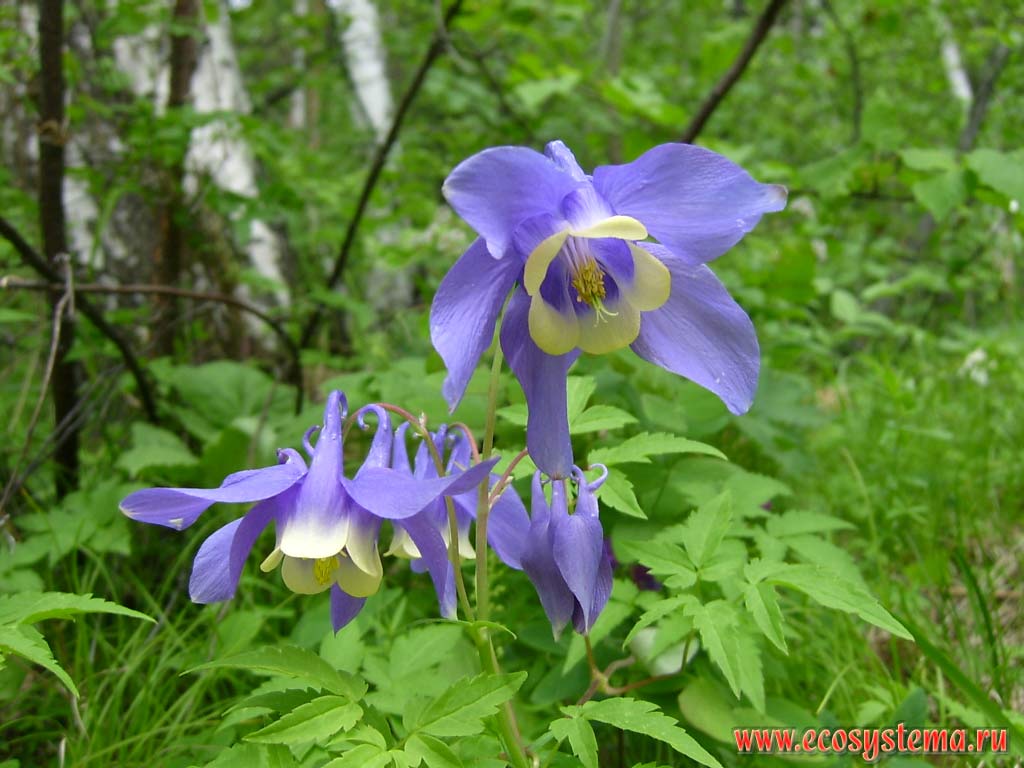 تاج ‌الملوک سیبیریکا